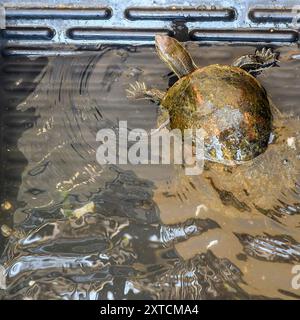 Die Balkanterrapin (Mauremys rivulata) ist eine Art der Terrapin aus der Familie der Geoemydidae. Sie kommt im östlichen Mittelmeer vor Stockfoto