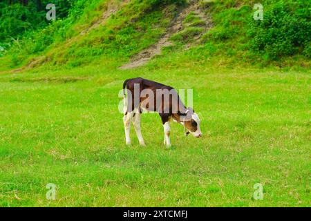 Dunkelbraune Kälber grasen auf den offenen grünen Wiesen Stockfoto