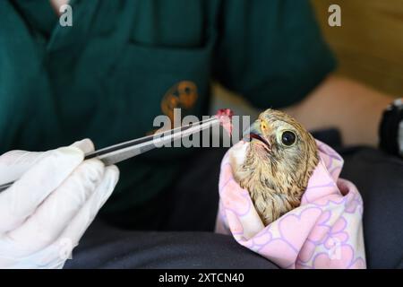 Pflegekräfte füttern einen jungen Falco Tinnunkulus, der im Juli in Ramat Gan, Israel, fotografiert wurde Stockfoto