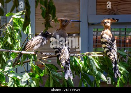 2 Eurasische Wiedehopf (Upupa epops) und eine Weißbrille (Pycnonotus xanthopygos) wurden im Rehabilitationsraum des israelischen Wildlif rehabilitiert Stockfoto