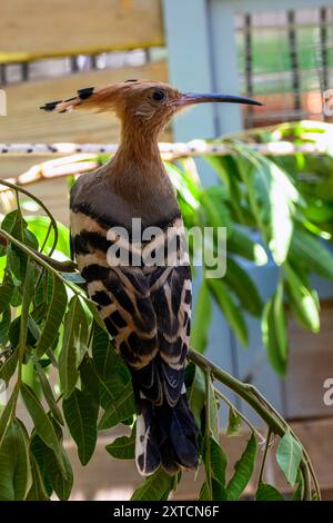 Rehabilitiertes eurasisches Wiedehopf (Upupa epops) im Rehabilitationsraum des israelischen Wildlife Hospital, Ramat Gan, Israel Stockfoto