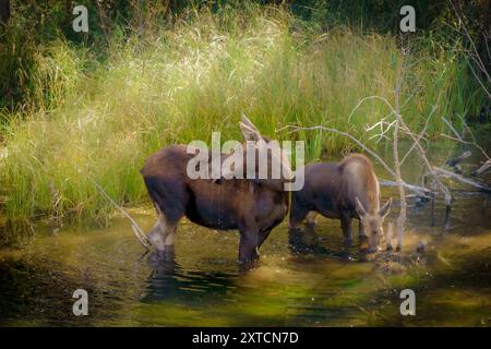Ein Paar Elche in einem flachen Gewässer, umgeben von üppiger grüner Vegetation im Grand Teton National Park im Teton County, Wyoming, USA Stockfoto