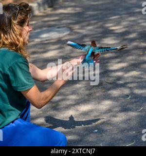 Freisetzung eines rehabilitierten weißbrausenvogels (Halcyon smyrnensis) weißbrausenvogel قاوند أبيض الصدر Teil eines 6-Bildsatzes Stockfoto