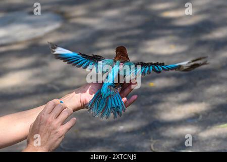 Freisetzung eines rehabilitierten weißbrausenvogels (Halcyon smyrnensis) weißbrausenvogel قاوند أبيض الصدر Teil eines 6-Bildsatzes Stockfoto