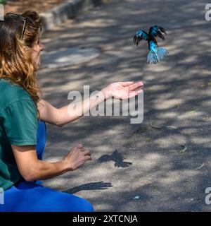 Freisetzung eines rehabilitierten weißbrausenvogels (Halcyon smyrnensis) weißbrausenvogel قاوند أبيض الصدر Teil eines 6-Bildsatzes Stockfoto