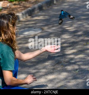 Freisetzung eines rehabilitierten weißbrausenvogels (Halcyon smyrnensis) weißbrausenvogel قاوند أبيض الصدر Teil eines 6-Bildsatzes Stockfoto