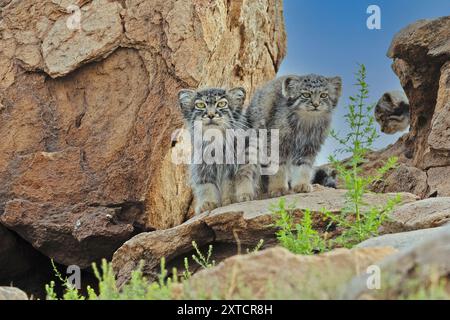 Pallas Katze (Otocolobus manul) außerhalb des Dorfes, Mongolei, Juli Stockfoto