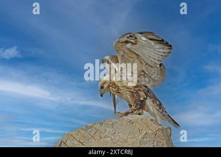 Buteo hemilasius (Buteo hemilasius) ist eine Raubvogelart aus der Familie der Accipitridae. Fotografiert in der Mongolei im Juli Stockfoto