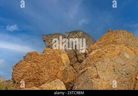 Pallas Katze (Otocolobus manul) außerhalb des Dorfes, Mongolei, Juli Stockfoto