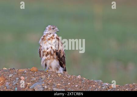 Buteo hemilasius (Buteo hemilasius) ist eine Raubvogelart aus der Familie der Accipitridae. Fotografiert in der Mongolei im Juli Stockfoto