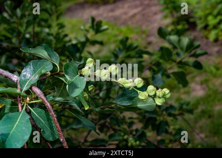 Junge grüne Blätter und Blütenknospen von Exochorda korolkowii im Frühling im Garten. Exochorda albertii ist eine in Asien heimische Strauchrose. Stockfoto