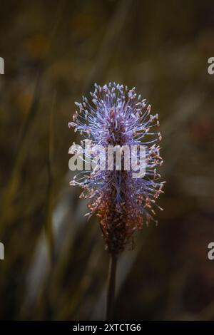 Nahaufnahme einer einzelnen violetten Wildblume mit zarten Filamenten vor einem unscharfen natürlichen Hintergrund Stockfoto