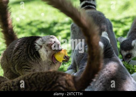 Madrid, Spanien. August 2024. Ein Weißkopflemur (Eulemur albifrons), der während einer Hitzewelle im Sommer in Madrid frisches Obst isst. Einige Tiere im Zoo von Faunia erhalten frisches Gemüse, Obst und Eis, um sich bei den hohen Temperaturen des Sommers abzukühlen und besser mit Feuchtigkeit zu versorgen. Quelle: Marcos del Mazo/Alamy Live News Stockfoto