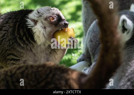 Madrid, Spanien. August 2024. Ein Weißkopflemur (Eulemur albifrons), der während einer Hitzewelle im Sommer in Madrid frisches Obst isst. Einige Tiere im Zoo von Faunia erhalten frisches Gemüse, Obst und Eis, um sich bei den hohen Temperaturen des Sommers abzukühlen und besser mit Feuchtigkeit zu versorgen. Quelle: Marcos del Mazo/Alamy Live News Stockfoto