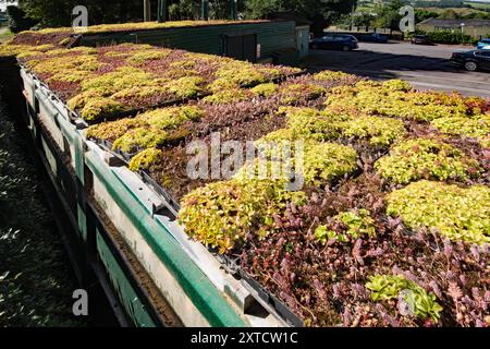 "Grünes" Öko-Dach über einem Lagercontainer im Rendez-vous Hotel in Skipton, North Yorkshire. Stockfoto