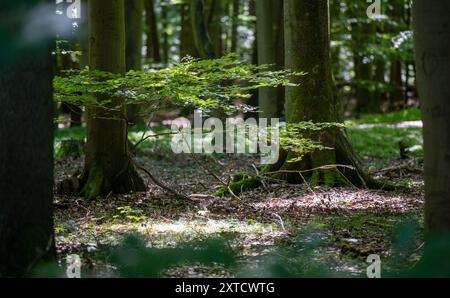 12. August 2024, Brandenburg, Wittstock/Dosse: Zahlreiche Bäume wachsen in einem Mischwald. Foto: Monika Skolimowska/dpa Stockfoto