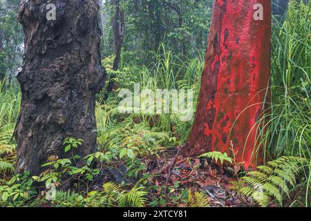 Bunte Bäume nach Regen im Wald an der Zentralküste australiens in nsw Stockfoto