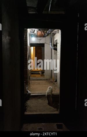 Die Katze läuft einen gruseligen Flur im Keller des Hauses hinunter Stockfoto