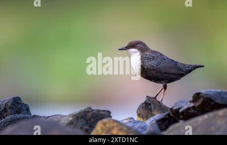 Der weiße Kehlenlöffel Cinclus sitzt auf einem Stein und sucht nach Essen, das beste Foto. Stockfoto