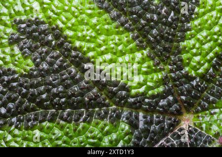 Eisenkreuz Begonia Stockfoto