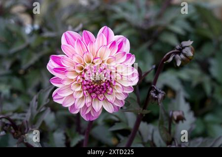 Dahlia Dalaya Meena Kala Stockfoto