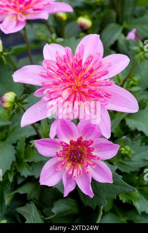 Dahlia Starburst Pink Stockfoto