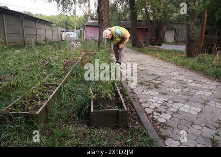 CHARKIW, UKRAINE - 13. AUGUST 2024 - eine ältere Frau kümmert sich um einen Garten im Big Family Shelter, der sich um allein lebende ältere Menschen kümmert, die durch den Krieg obdachlos wurden und von der NRO Charkiw, Nordost-Ukraine, geführt wird. Stockfoto