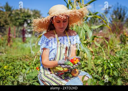 Junge Frau im Garten im Gemüsepflaster pflücken Paprika Gurken Tomaten im Metallkorb. Landwirt, der ökologische Lebensmittel anbaut Stockfoto