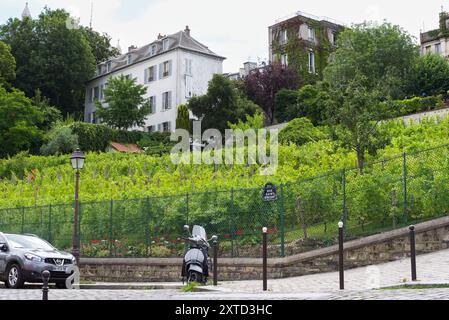 Paris, Frankreich, 07.22.2024 Weinberg in Montmartre. Das Weingut befindet sich am Hang des Montmartre im 18. Arrondissement von Paris Stockfoto