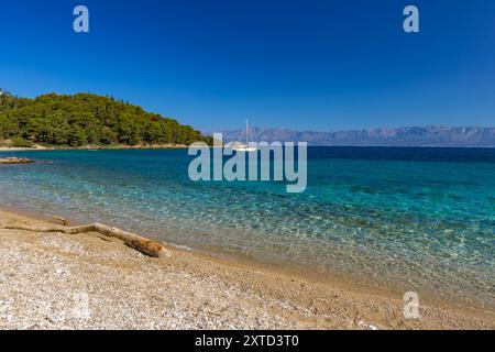 Wilder felsiger Strand mit Palmen an der Adria auf der Halbinsel Peljesac Luka Beach Kroatien Stockfoto