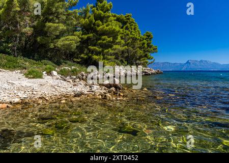 Wilder felsiger Strand mit Palmen an der Adria auf der Halbinsel Peljesac Luka Beach Kroatien Stockfoto