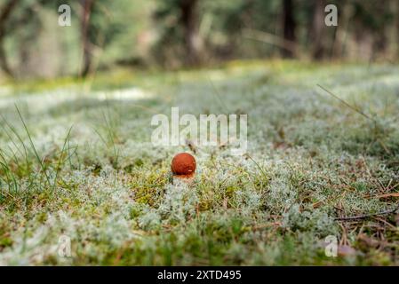 Leccinum vulpinum, auch bekannt als Foxy Bolete, wächst mit Flechten und Moos in einer Kiefer Stockfoto