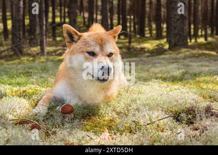 Ein roter Shiba Inu Hund liegt auf Flechten neben Foxy Bolete (Leccinum vulpinum) Pilz im Kiefernwald an sonnigen Sommertagen Stockfoto