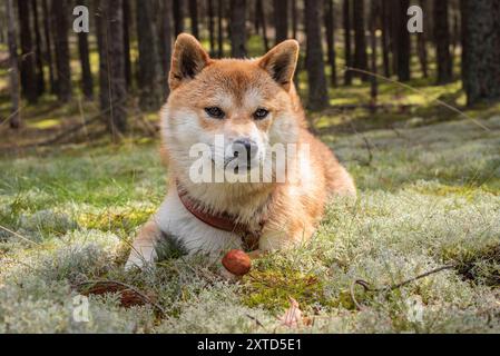 Ein roter Shiba Inu Hund liegt auf Flechten neben Foxy Bolete (Leccinum vulpinum) Pilz im Kiefernwald an sonnigen Sommertagen Stockfoto