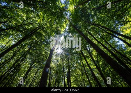 12. August 2024, Brandenburg, Wittstock/Dosse: Die Sonne scheint durch die grünen Blätter der Bäume im Wald. Foto: Monika Skolimowska/dpa Stockfoto