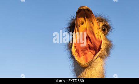 Detaillierte Aufnahme eines afrikanischen Straußes mit weit geöffnetem Schnabel Stockfoto