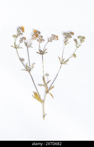 Herbarium, getrocknete ätzende Butterblume auf weißem Hintergrund, Draufsicht Stockfoto