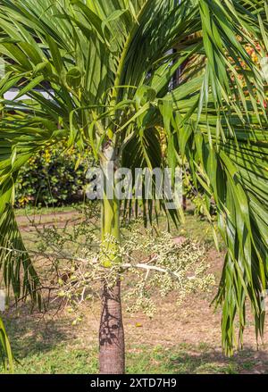 Kleine Pfirsichpalme (Bactris gasipaes) mit jungen unreifen Früchten in Nicaragua Stockfoto