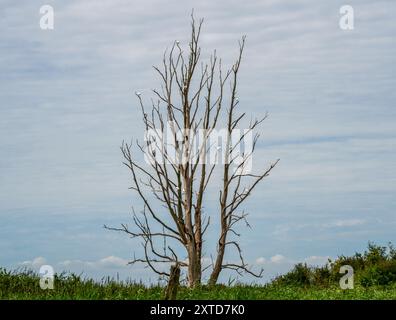 Baum mit einer großen Anzahl von Rinderreihern (Bubulcus ibis) im Naturschutzgebiet Oostvaardersplassen, Niederlande Stockfoto