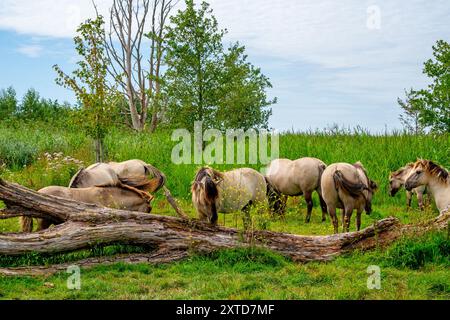 Gruppe polnischer Konik-Pferde (Equus ferus caballus) im Naturschutzgebiet Oostvaardersplassen, Niederlande Stockfoto