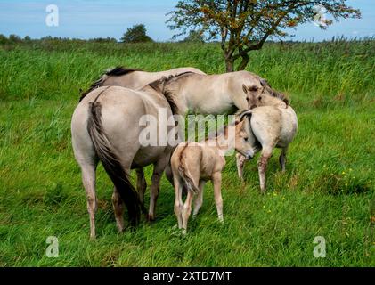 Gruppe polnischer Konik-Pferde mit einem Fohlen (Equus ferus caballus) im Naturschutzgebiet Oostvaardersplassen, Niederlande Stockfoto