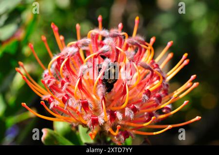 Die roten Blüten von Leucospermum glabrum „Scarlet Ribbons“ in Tresco Abbey Gardens, Leucospermum (Pincushion, Pincushion Protea oder Leucospermum) sind ein g Stockfoto