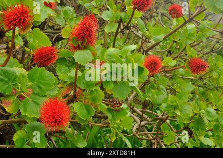 Die Natal-Flaschenbürste „Greyia sutherlandii“ ist ein großer Sträucher oder kleiner Baum, 3 bis 7 m hoch. Es ist Laubblättchen und im Spätherbst färben sich die Blätter br Stockfoto