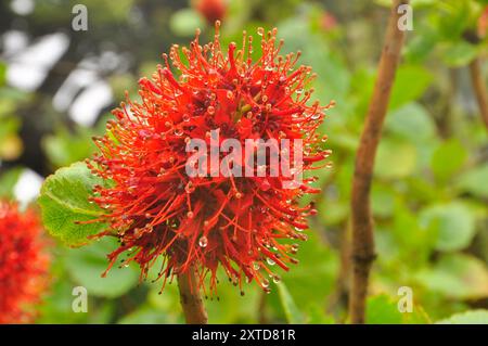 Natal Flaschenbürste 'Greyia sutherlandii', regenbedeckte hellrote Blumen, die wie eine Flaschenbürste aussehen. Heimisch am Kap und der Südostküste von Sou Stockfoto