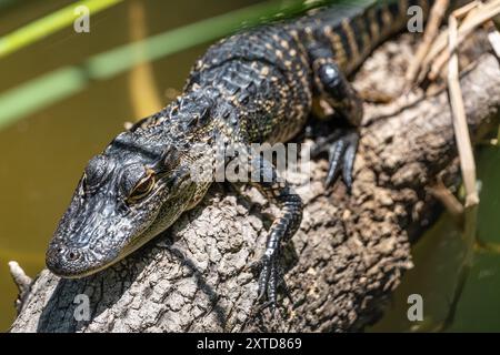 Alligator mississippiensis (Alligator mississippiensis), der sich auf einem Baumstamm entlang der Küste des Lake Apopka im Oakland Nature Preserve in Oakland, FL, sonnt. (USA) Stockfoto