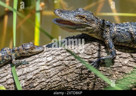 Baby-Alligatoren sonnen sich auf einem Baumstamm entlang der Küste des Lake Apopka im Oakland Nature Preserve in Oakland, Florida. (USA) Stockfoto