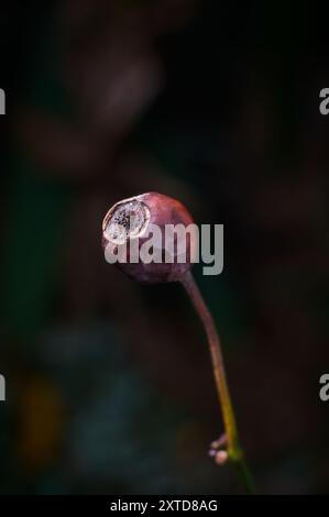 Getrocknete wilde Rosen hüpfen im Garten aus der Nähe, kleine beerenartige Früchte bilden sich nach Blüten, weicher Fokus mit verschwommenem Hintergrund Stockfoto
