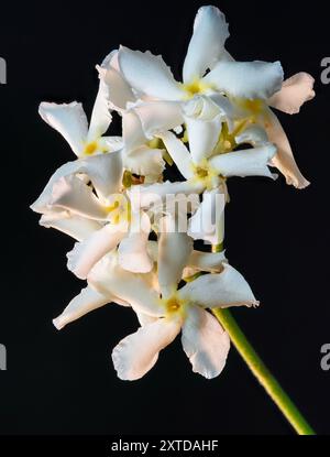 Eine Gruppe von zarten weißen Blüten mit gelben Mittelpunkten wird vor schwarzem Hintergrund deutlich sichtbar dargestellt Stockfoto