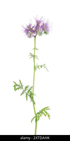 Phacelia blüht isoliert auf weißem Hintergrund. Hellviolette Blüten von Lacy phacelia oder Blue tansy. Stockfoto