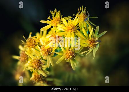 Eine Gruppe von leuchtend gelben Blumen mit zarten Blütenblättern und komplexen Mittelpunkten steht vor einem dunklen, verschwommenen Hintergrund. Stockfoto